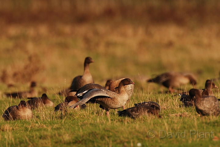 Pink-footed goose stretching - L.jpg - Pink-footed goose stretching - Norfolk